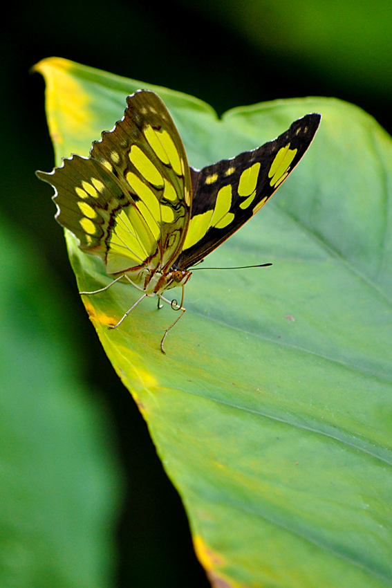 Exotičtí motýli - Fata Morganav 13