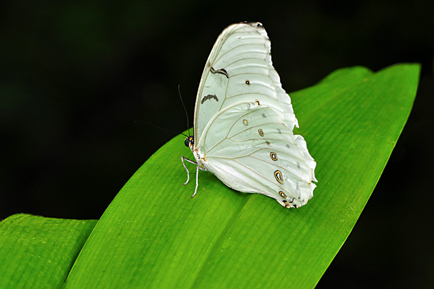 Exotičtí motýli - Fata Morgana 8
