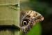 Exotičtí motýli - Fata Morgana 3