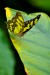 Exotičtí motýli - Fata Morganav 13