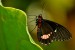 Exotičtí motýli - Fata Morgana 4