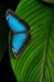 Exotičtí motýli - Fata Morgana 5