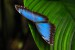 Exotičtí motýli - Fata Morgana 6