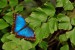 Exotičtí motýli - Fata Morgana 9
