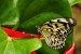 Exotičtí motýli - Fata Morgana 11