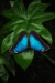 Exotičtí motýli - Fata Morgana 12